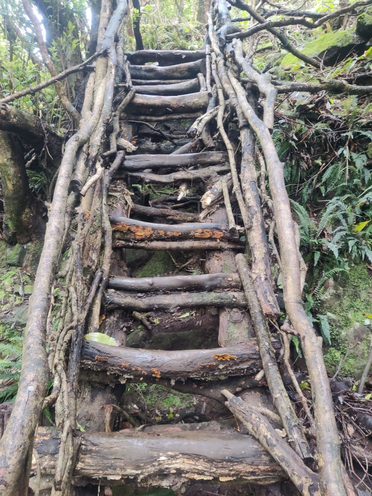 A steep ladder built of branches, descending through the forest