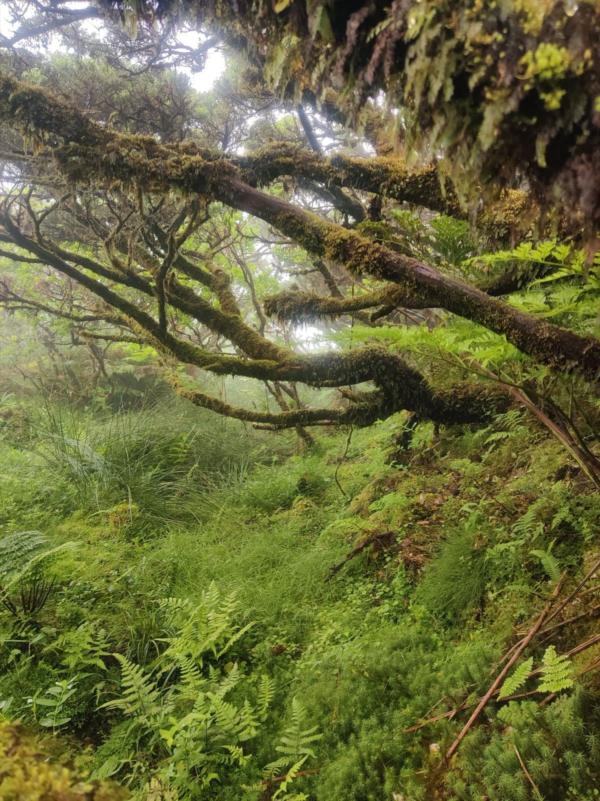 Moss-covered branches and ferns in the island’s laurel forest, held in fog