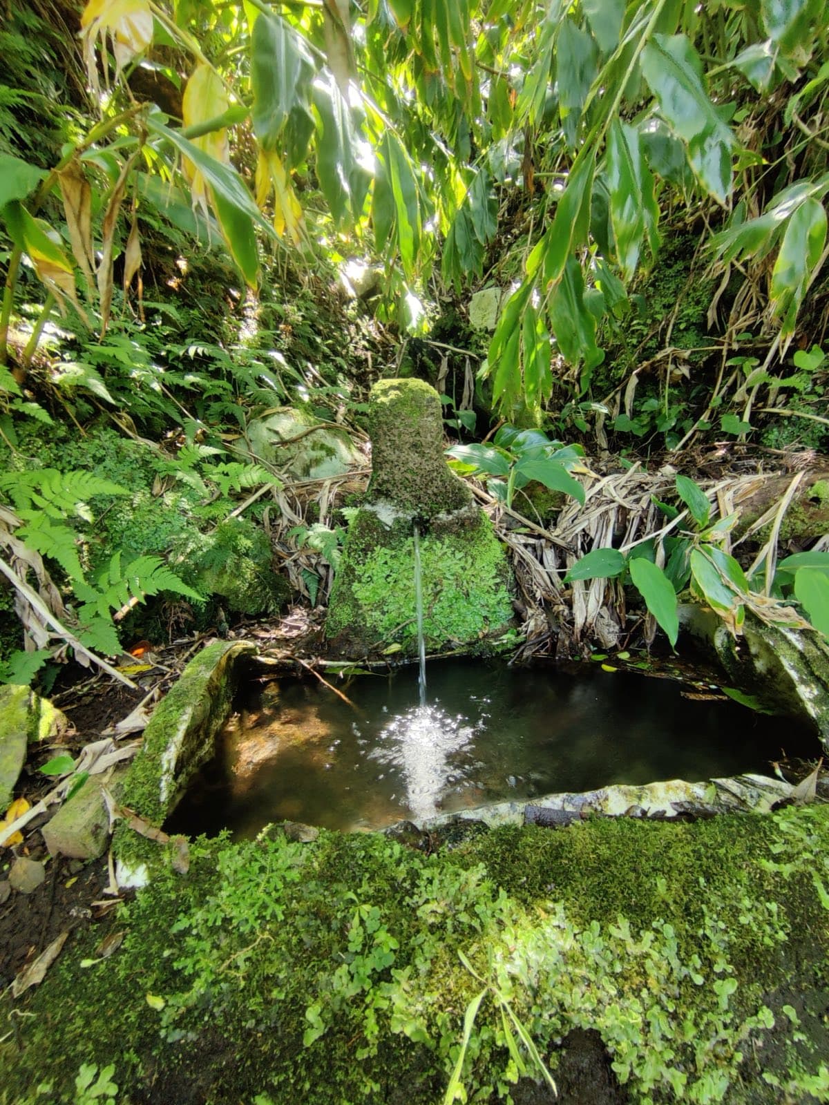 A spring falling into a stone basin, surrounded by dense green